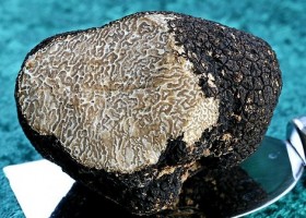 Black truffles 280x200 Truffle: The mysterious fungus