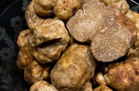 White truffles 280x185 Truffle: The mysterious fungus
